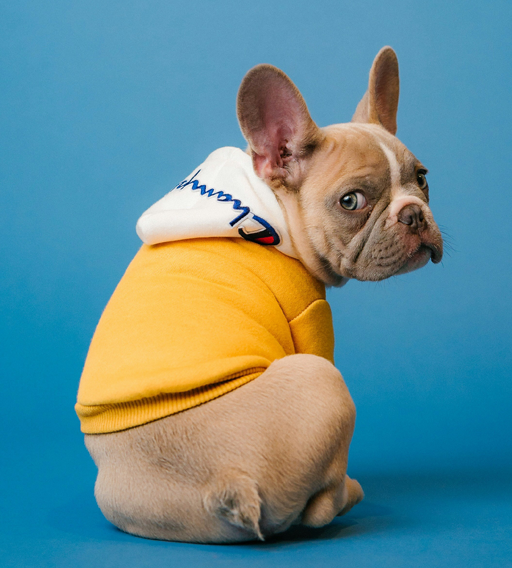 Arizona Small Dog and Pet Rescue