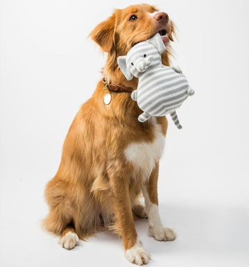 Arizona Dog and Pet Rescue