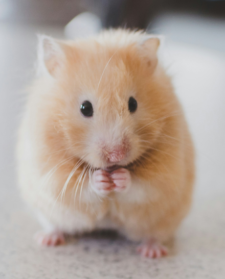 Arizona Small Pets Rescue
